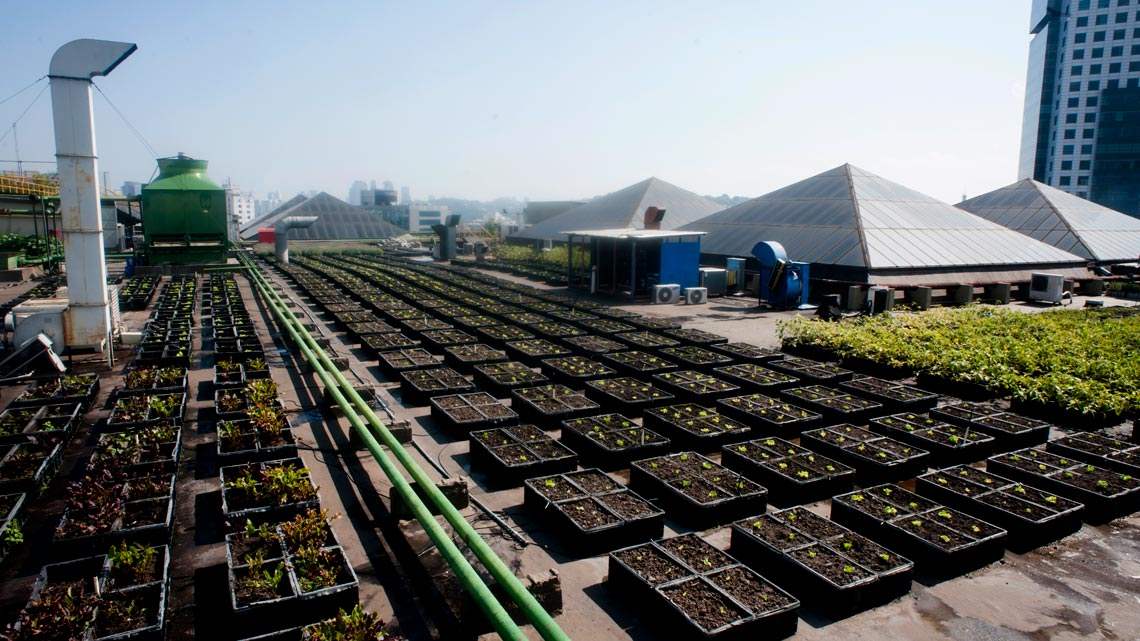 A vez da agricultura urbana