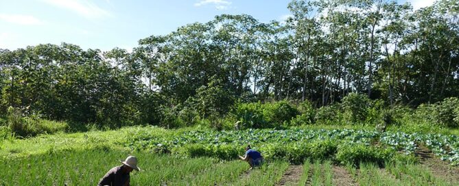 Estudo aponta caminhos para reduzir fome e desperdício de alimentos nas cidades