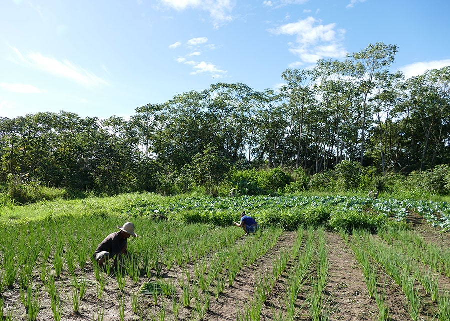 Estudo aponta caminhos para reduzir fome e desperdício de alimentos nas cidades Estudo aponta caminhos para reduzir fome e desperdício de alimentos nas cidades